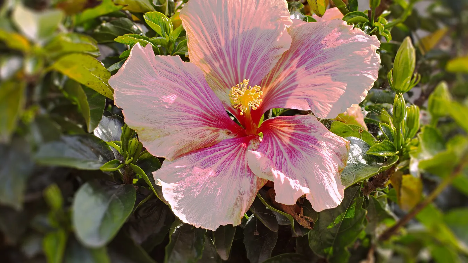 A pink and white hibiscus flower in full bloom against dark green leaves in warm sunlight