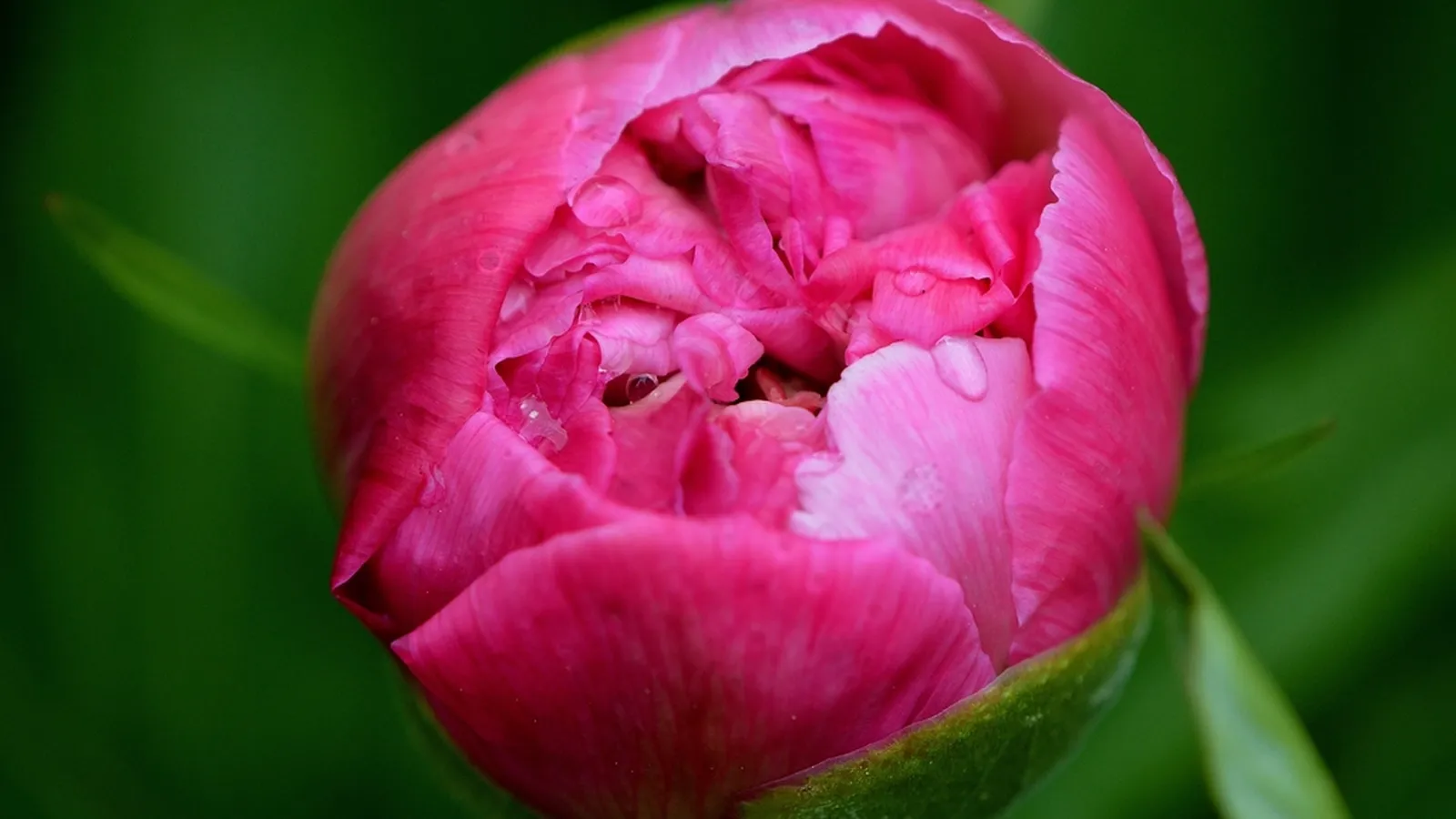 Breast Lumps That Aren't Cancer: Cysts, Fibroadenomas and Cyclical Breast Pain