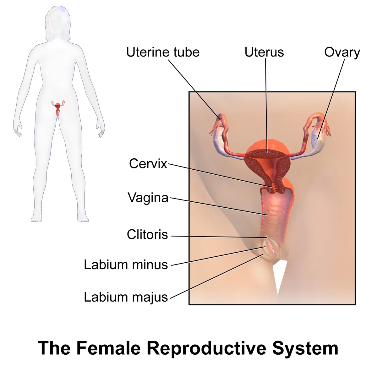 Labelled diagram of the female reproductive system showing the uterus, ovaries, fallopian tubes and cervix
